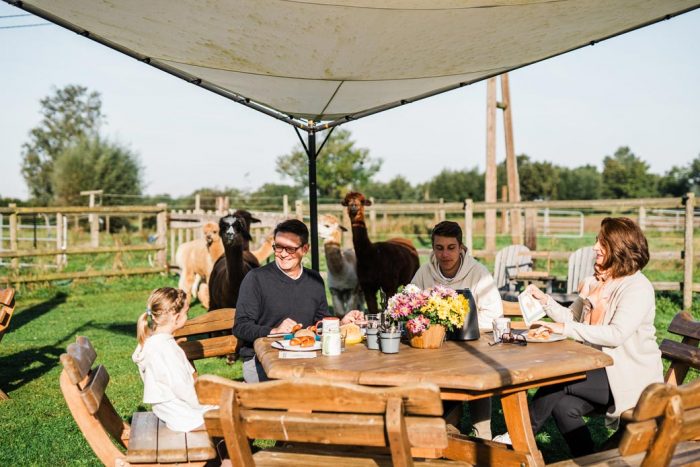 Alpaka-Picknick-Gutschein – Bild 2